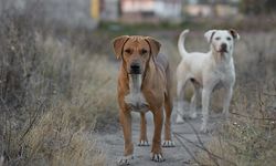 Tarım ve Orman Bakanlığından valiliklere talimat: Sokak köpeklerini toplamayan belediyelere ceza yağacak!